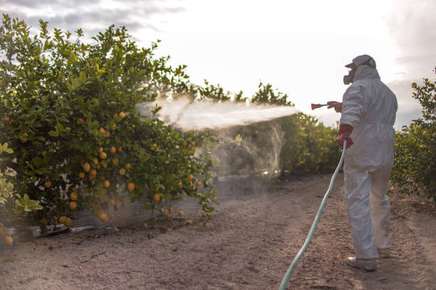 Wasp Removal Services in Fifth Ward, LA
